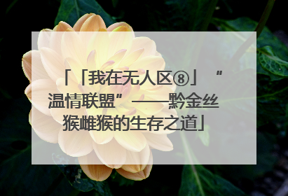 「我在无人区⑧」“温情联盟”——黔金丝猴雌猴的生存之道