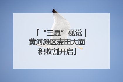 “三夏”视觉｜黄河滩区麦田大面积收割开启