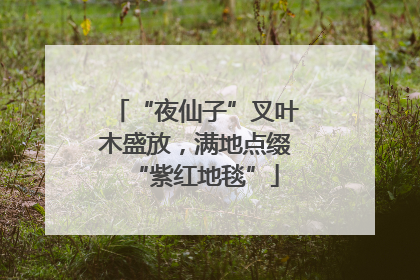 “夜仙子”叉叶木盛放，满地点缀“紫红地毯”