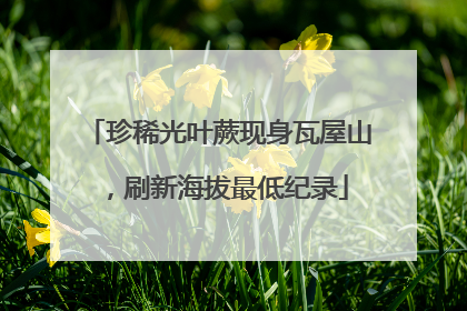 珍稀光叶蕨现身瓦屋山，刷新海拔最低纪录