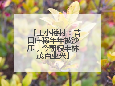 王小楼村：昔日庄稼年年被沙压，今朝粮丰林茂百业兴