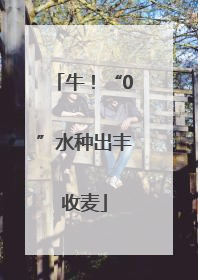 牛！“0”水种出丰收麦