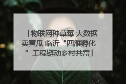物联网种草莓 大数据卖黄瓜 临沂“四雁孵化”工程链动乡村共富