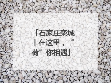 石家庄栾城丨在这里，“荷”你相遇