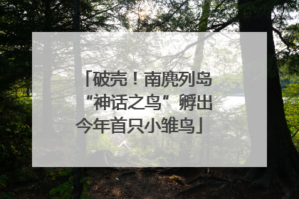 破壳！南麂列岛“神话之鸟”孵出今年首只小雏鸟
