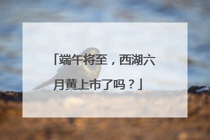 端午将至，西湖六月黄上市了吗？