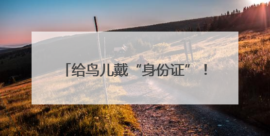 给鸟儿戴“身份证”！25年，他们守护73余万只鸟类迁徙密码