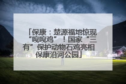保康：楚源福地惊现“嘎嘎鸡”！国家“三有”保护动物石鸡亮相保康沿河公园