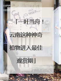 一叶当舟！云南这种神奇植物进入最佳观赏期