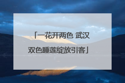 一花开两色 武汉双色睡莲绽放引客