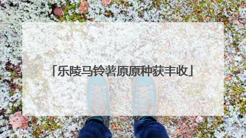 乐陵马铃薯原原种获丰收