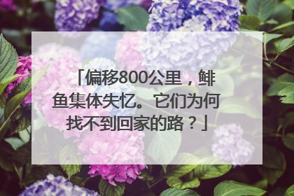 偏移800公里，鲱鱼集体失忆。它们为何找不到回家的路？