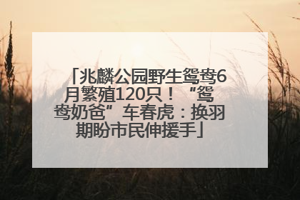 兆麟公园野生鸳鸯6月繁殖120只！“鸳鸯奶爸”车春虎：换羽期盼市民伸援手