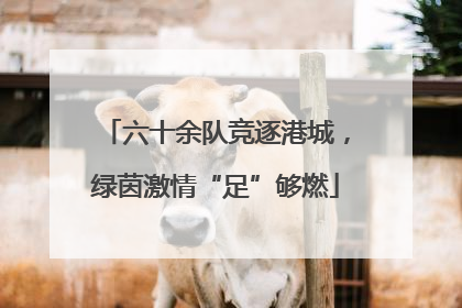 六十余队竞逐港城，绿茵激情“足”够燃