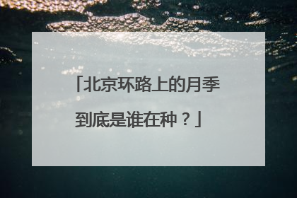 北京环路上的月季到底是谁在种？