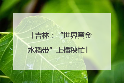吉林：“世界黄金水稻带”上插秧忙