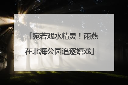 宛若戏水精灵！雨燕在北海公园追逐嬉戏