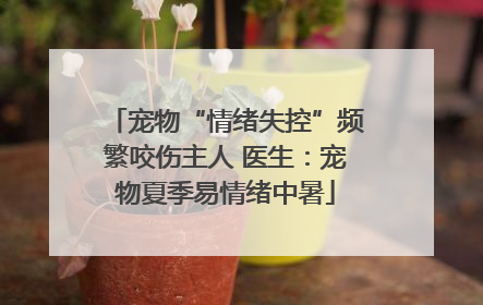 宠物“情绪失控”频繁咬伤主人 医生：宠物夏季易情绪中暑