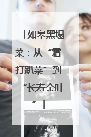 如皋黑塌菜：从“霜打趴菜”到“长寿金叶”