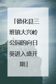 德化县三班镇大兴岭公园的向日葵进入盛开期