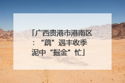 广西贵港市港南区：“藕”遇丰收季 泥中“掘金”忙