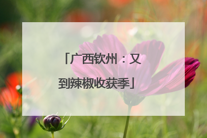 广西钦州：又到辣椒收获季