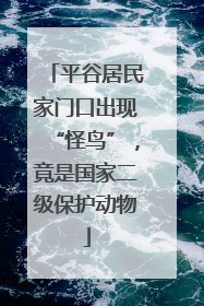 平谷居民家门口出现“怪鸟”，竟是国家二级保护动物