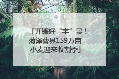 开镰好“丰”景！菏泽曹县159万亩小麦迎来收割季