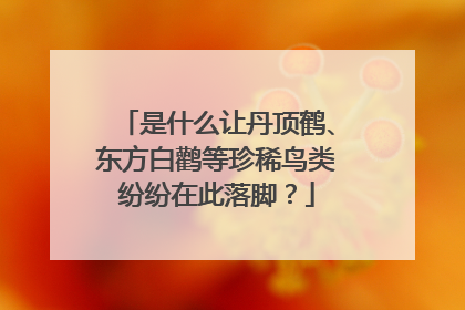 是什么让丹顶鹤、东方白鹳等珍稀鸟类纷纷在此落脚？