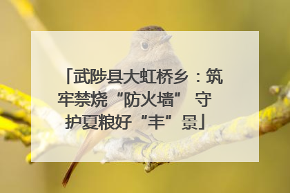 武陟县大虹桥乡：筑牢禁烧“防火墙” 守护夏粮好“丰”景