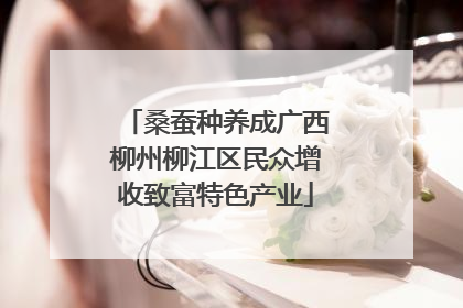 桑蚕种养成广西柳州柳江区民众增收致富特色产业