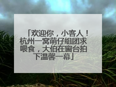 欢迎你，小客人！杭州一窝萌仔组团求喂食，大伯在窗台拍下温馨一幕
