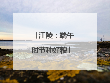 江陵：端午时节种好粮