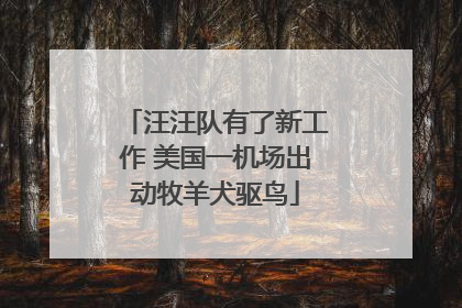 汪汪队有了新工作 美国一机场出动牧羊犬驱鸟