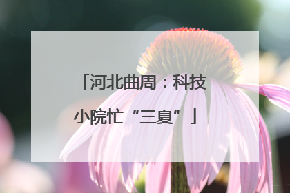 河北曲周：科技小院忙“三夏”