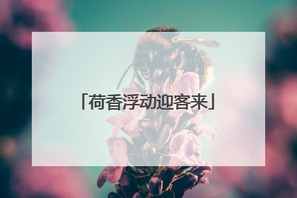 荷香浮动迎客来
