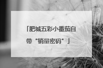 肥城五彩小番茄自带“销量密码”