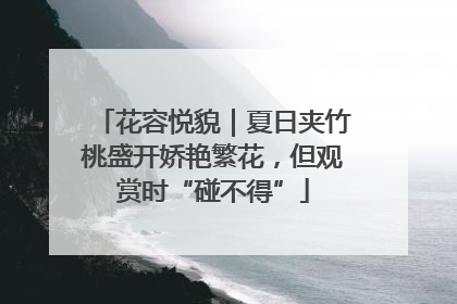 花容悦貌｜夏日夹竹桃盛开娇艳繁花，但观赏时“碰不得”