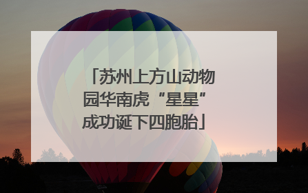 苏州上方山动物园华南虎“星星”成功诞下四胞胎