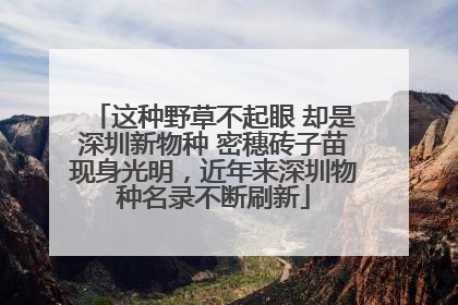 这种野草不起眼 却是深圳新物种 密穗砖子苗现身光明，近年来深圳物种名录不断刷新