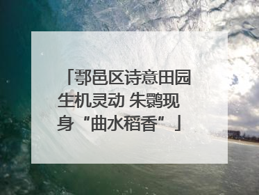 鄠邑区诗意田园生机灵动 朱鹮现身“曲水稻香”