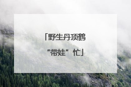野生丹顶鹤“带娃”忙