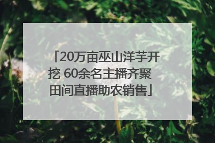 20万亩巫山洋芋开挖 60余名主播齐聚田间直播助农销售